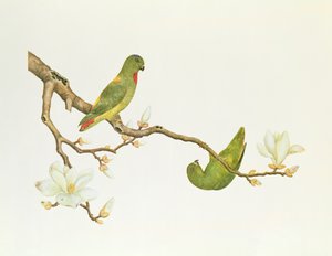 マグノリアの枝にぶら下がっている青戴冠したインコ、Ch&39;ien-lung時代（1736-1796）（紙の色）